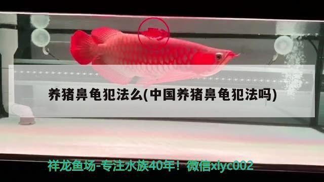 養(yǎng)豬鼻龜犯法么(中國養(yǎng)豬鼻龜犯法嗎)