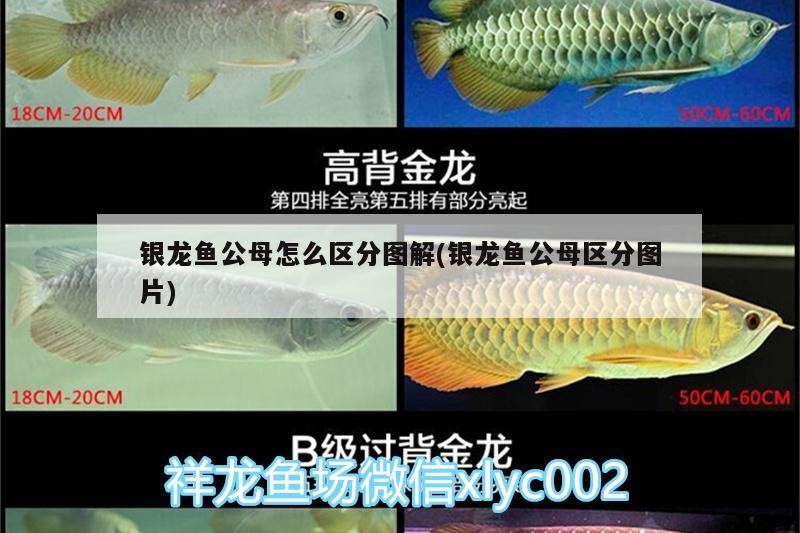 銀龍魚公母怎么區分圖解(銀龍魚公母區分圖片)
