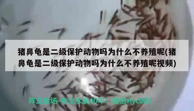 豬鼻龜是二級保護動物嗎為什么不養殖呢(豬鼻龜是二級保護動物嗎為什么不養殖呢視頻)