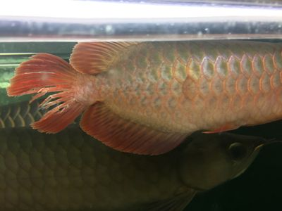 龍魚尾巴上有紅點是怎么回事：龍魚尾巴上出現(xiàn)紅點可能由多種因素引起，可能是疾病的表現(xiàn)