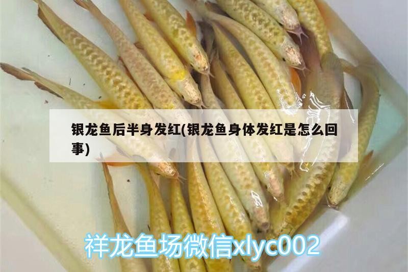 銀龍魚后半身發紅(銀龍魚身體發紅是怎么回事)