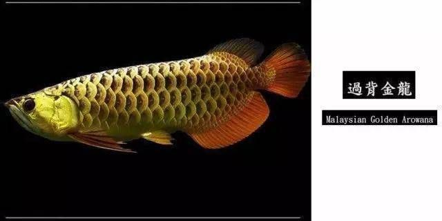 臺灣紅龍魚鑒賞書籍：臺灣紅龍魚鑒賞書