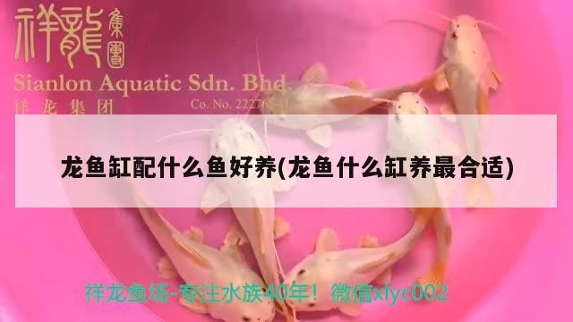 龍魚缸配什么魚好養(yǎng)(龍魚什么缸養(yǎng)最合適)