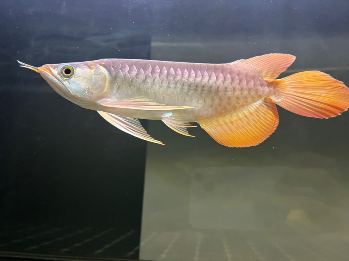 各位大佬幫我看看這小龍怎么樣？能發色嗎