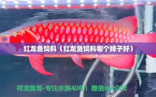 紅龍魚繁殖飼料選擇指南：紅龍魚繁殖飼料品牌比較紅龍魚繁殖飼料用戶評價匯總