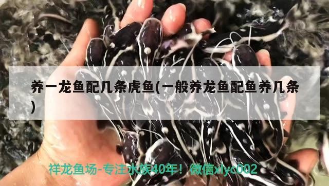 養一龍魚配幾條虎魚(一般養龍魚配魚養幾條)