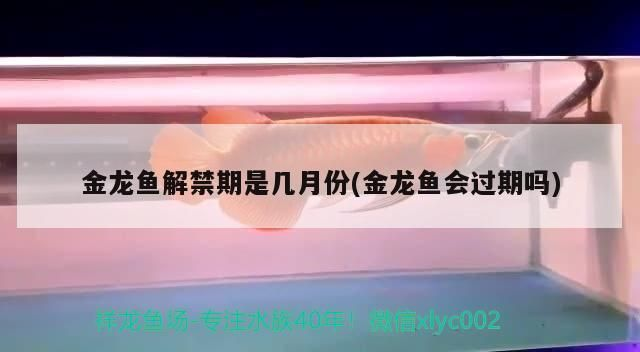 和紅龍魚混養(yǎng)的高端魚種是什么：與紅龍魚混養(yǎng)的高端魚種