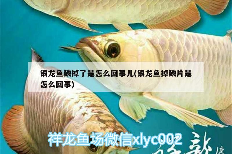 魚缸過濾器選購指南:自制魚缸過濾器魚缸上置過濾器對于養魚愛好者的必備知識 銀龍魚鱗掉了是怎么回事兒(銀龍魚掉鱗片是怎么回事) 銀龍魚百科 銀龍魚鱗掉了是怎么回事兒(銀龍魚掉鱗片是怎么回事) 銀龍魚鱗掉了是怎么回事兒(銀龍魚掉鱗片是怎么回事) 銀龍魚百科