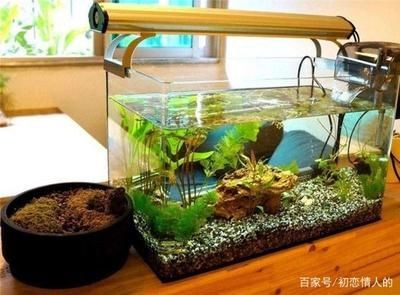 冬天魚缸里的水渾濁怎么辦視頻：冬天魚缸水渾濁的文字教程：如何處理冬天魚缸水渾濁的文字教程