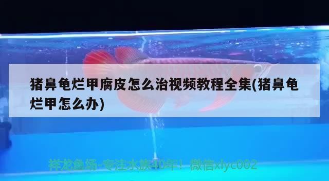 豬鼻龜爛甲腐皮怎么治視頻教程全集(豬鼻龜爛甲怎么辦)