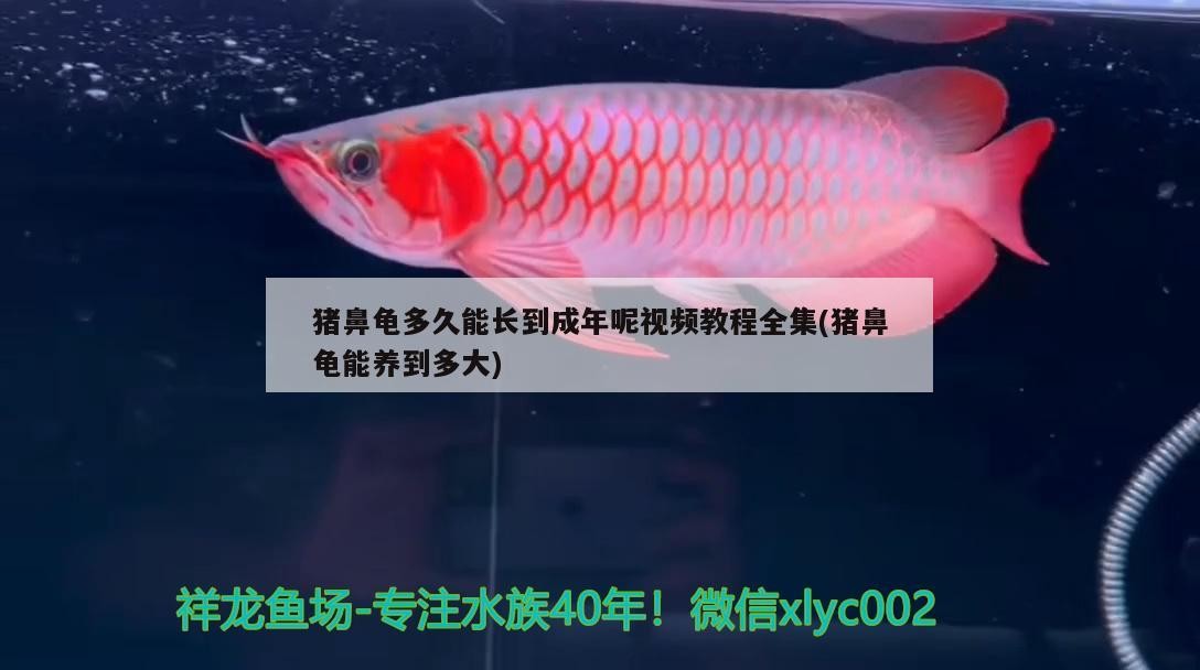 豬鼻龜多久能長(zhǎng)到成年呢視頻教程全集(豬鼻龜能養(yǎng)到多大)