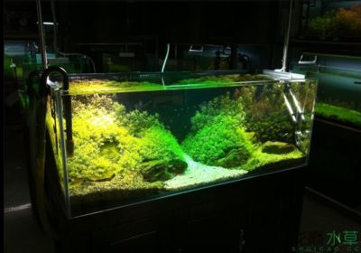 大魚(yú)缸能造景嗎：魚(yú)缸造景中有幾個(gè)關(guān)鍵步驟可以幫助你創(chuàng)建出美麗的景觀