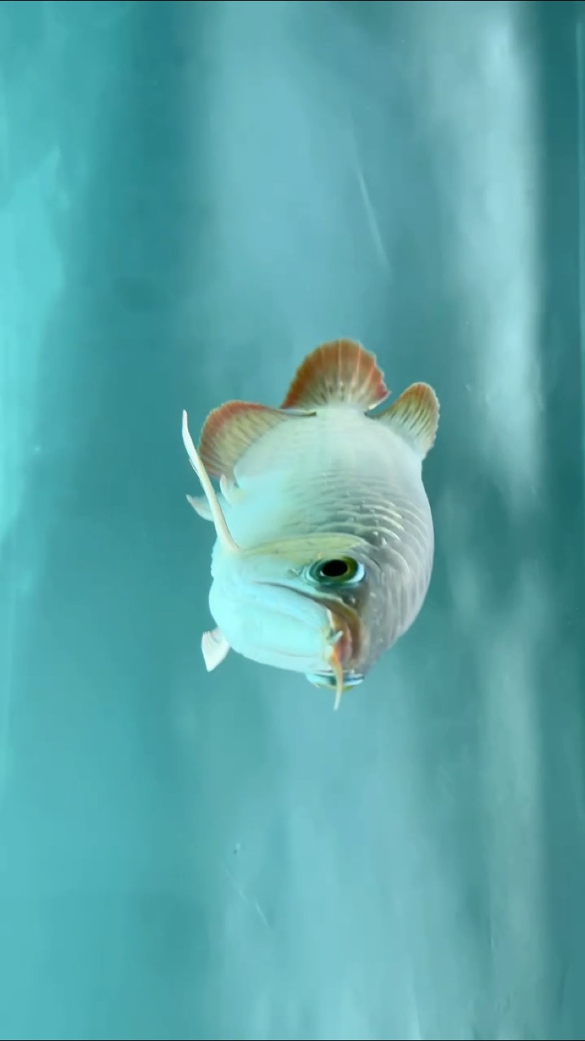 靜靜的賞魚