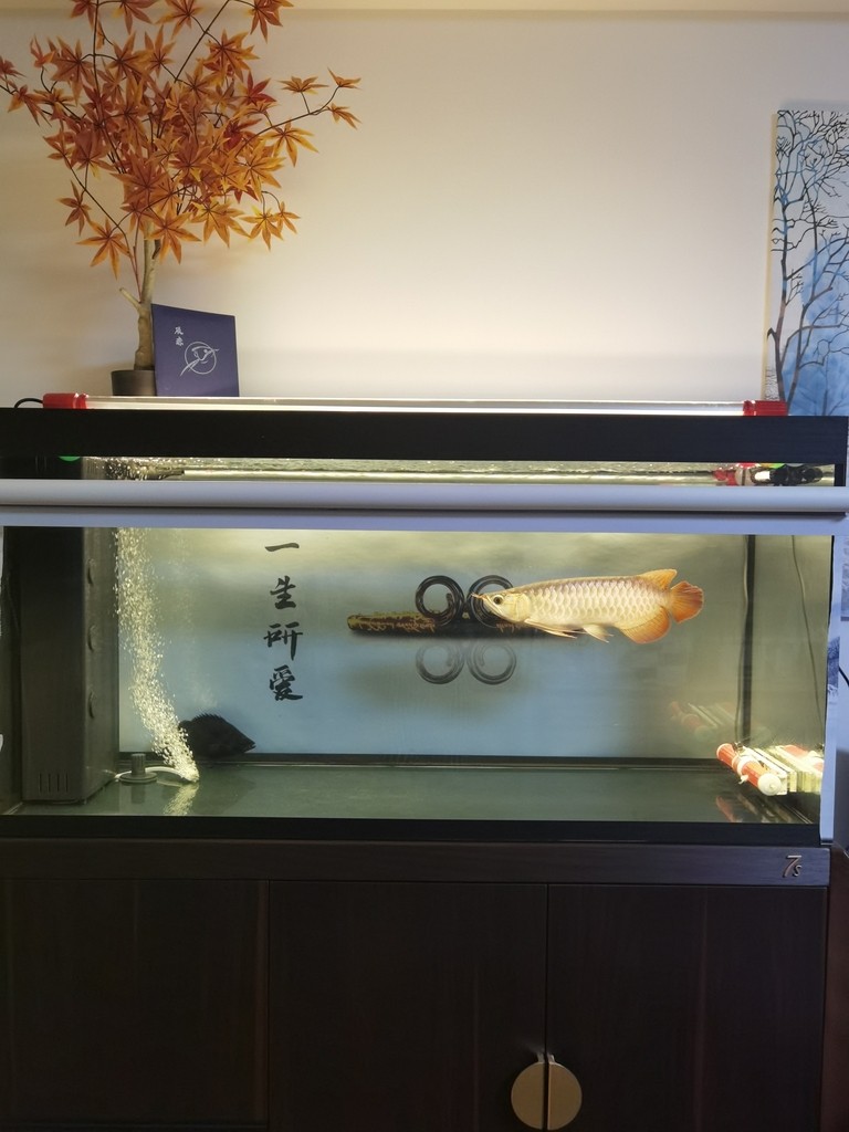153天陪伴留影
