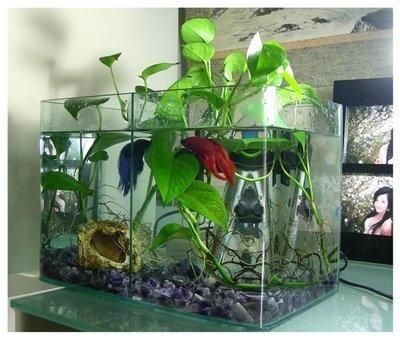 玻璃魚缸種什么花好養活：適合在玻璃魚缸中養活的幾種花種
