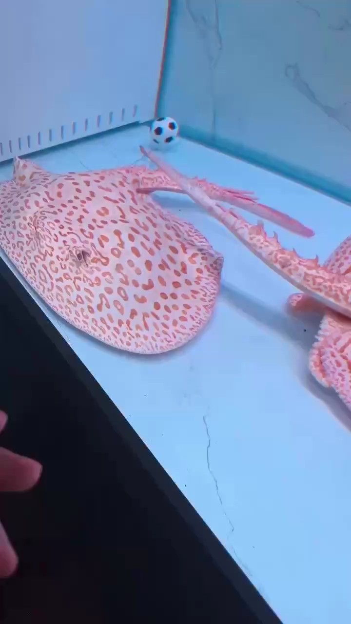 看看這條火焰屬于幾代魚？