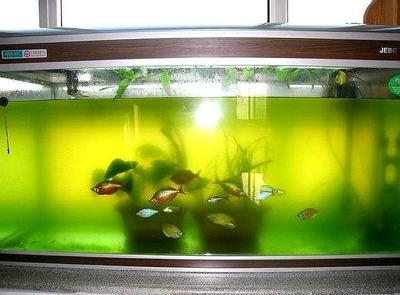 龍魚原地飄著不游