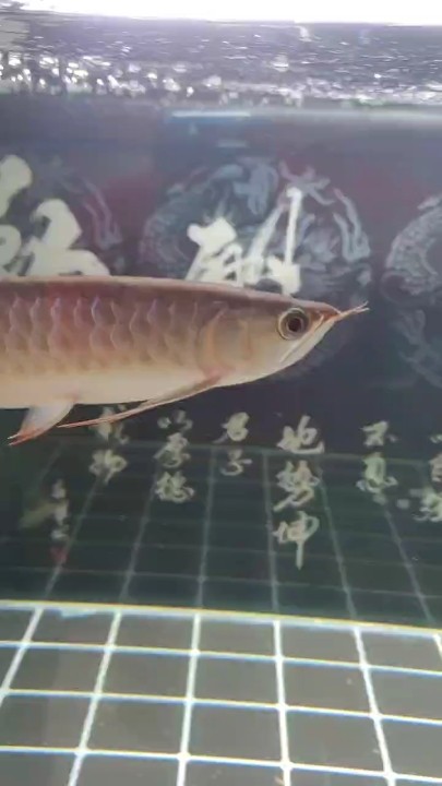 新入手的紅龍