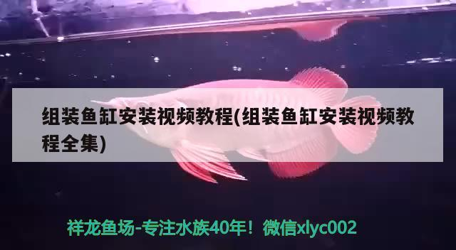 組裝魚缸安裝視頻教程(組裝魚缸安裝視頻教程全集)