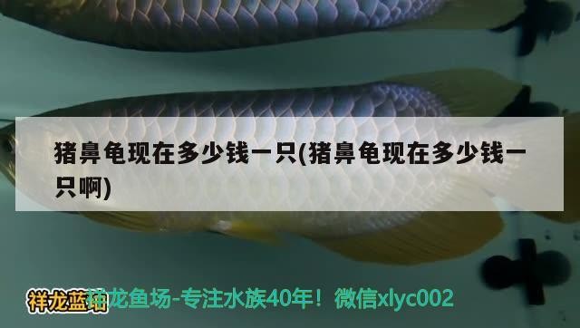 豬鼻龜現在多少錢一只(豬鼻龜現在多少錢一只啊)