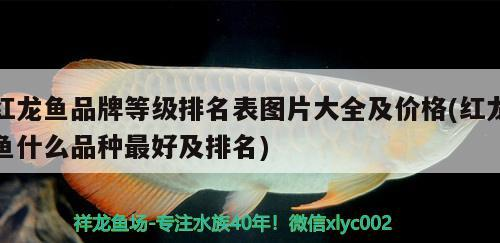 紅龍魚品牌等級排名表圖片大全及價格(紅龍魚什么品種最好及排名)