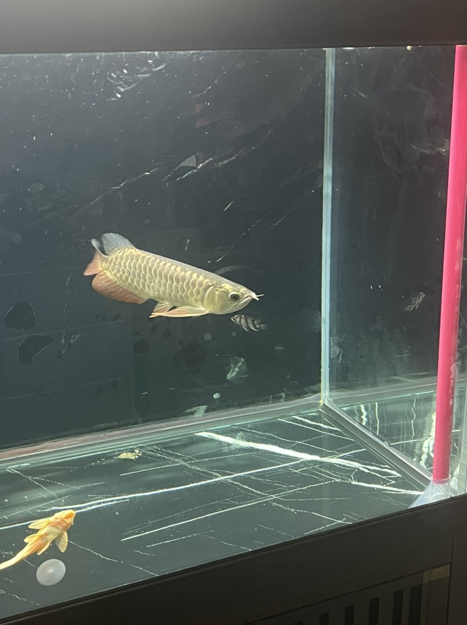 老是趴缸 急死我了