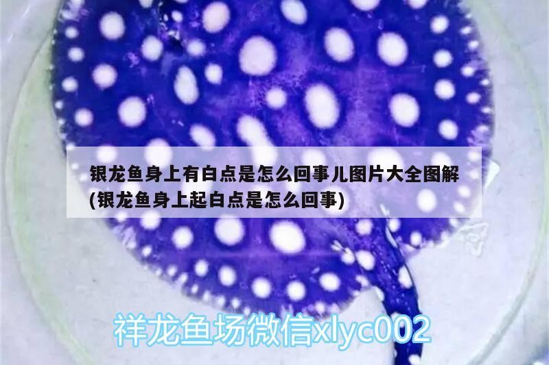 銀龍魚身上有白點是怎么回事兒圖片大全圖解(銀龍魚身上起白點是怎么回事)