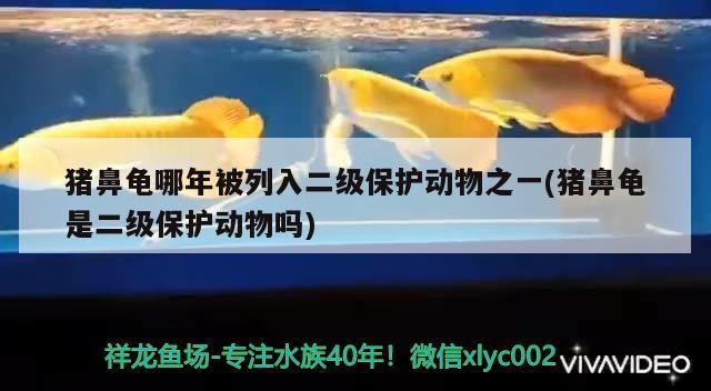 豬鼻龜哪年被列入二級保護動物之一(豬鼻龜是二級保護動物嗎)