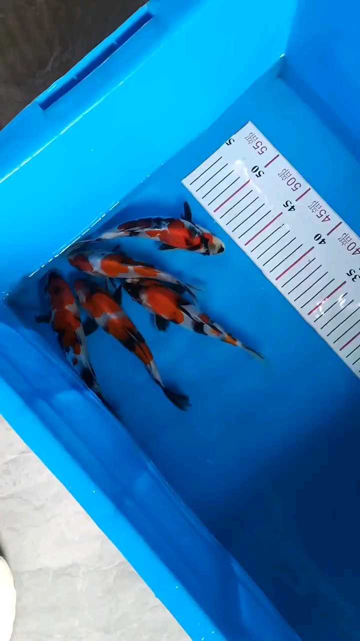 大日昭和