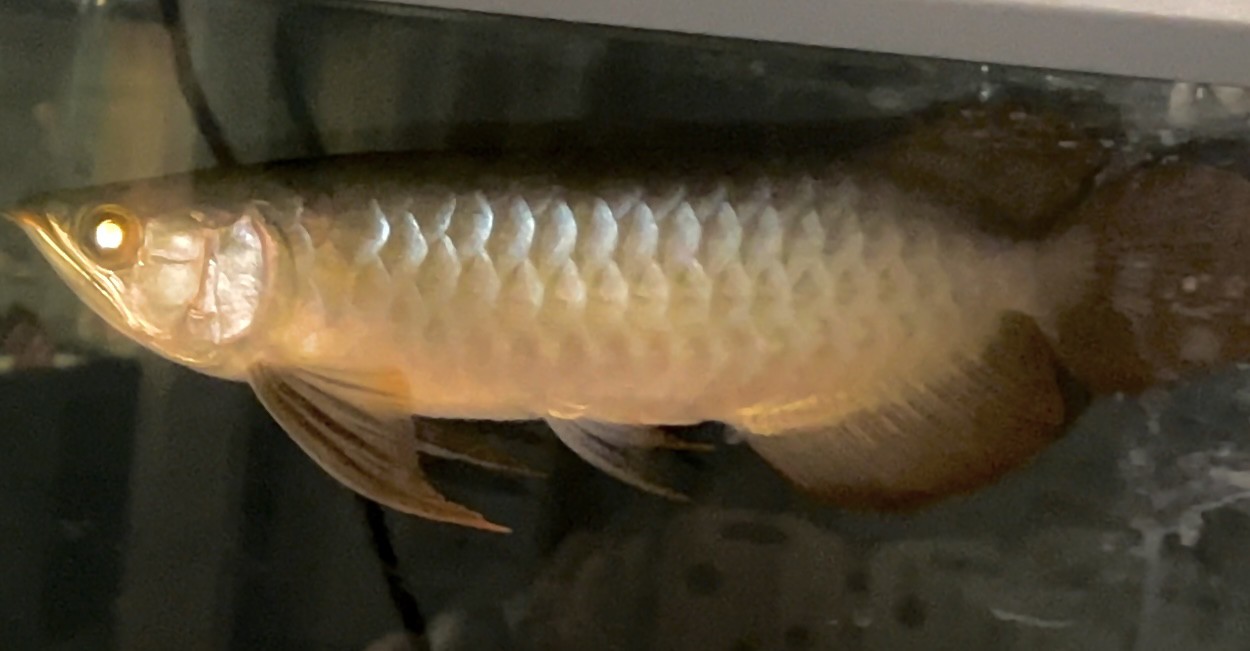 這條魚咋樣