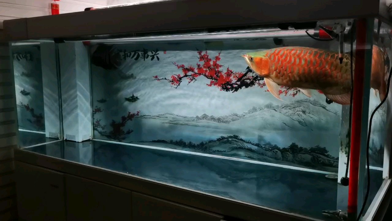 一條想戀的魚