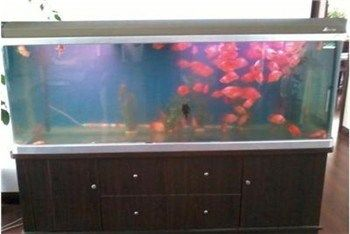 常平魚缸專賣店在哪里：常平海鮮魚缸專賣店