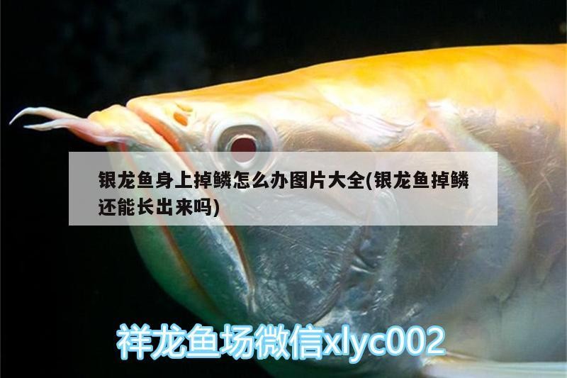 銀龍魚(yú)身上掉鱗怎么辦圖片大全(銀龍魚(yú)掉鱗還能長(zhǎng)出來(lái)嗎)