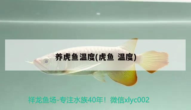 養虎魚溫度(虎魚溫度)