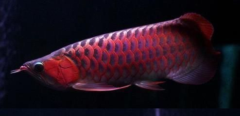 紅龍魚有什么意義和價值：紅龍魚寓意和象征