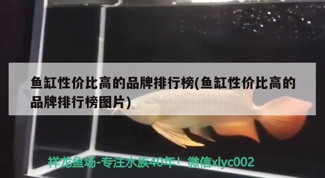 魚缸性價比高的品牌排行榜(魚缸性價比高的品牌排行榜圖片)