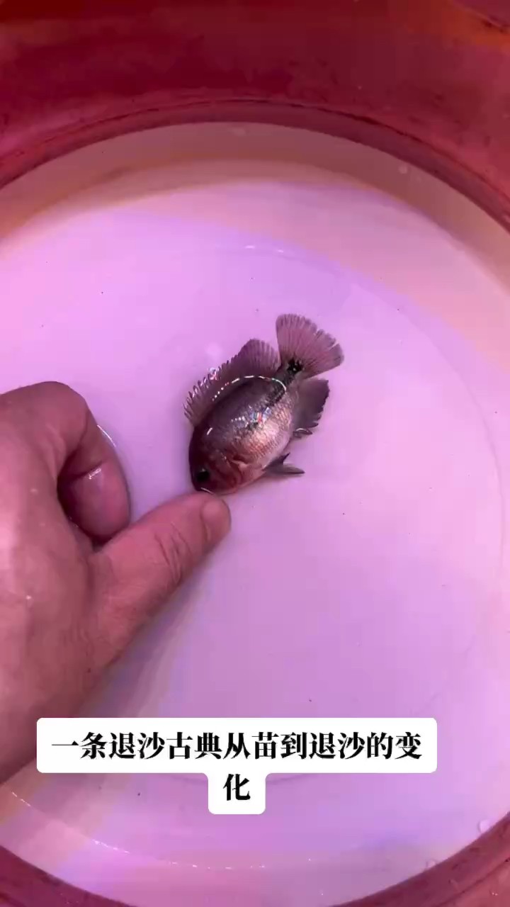 一條退沙古典的變化