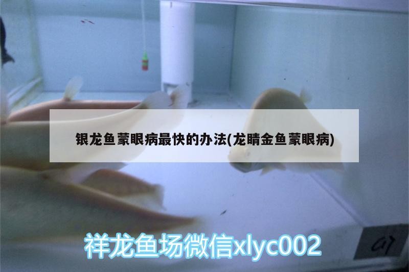 銀龍魚蒙眼病最快的辦法(龍睛金魚蒙眼病)