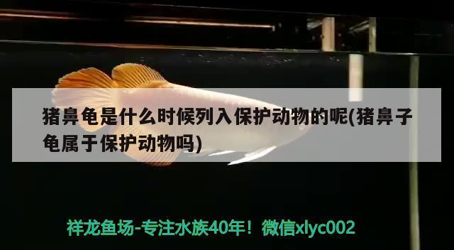 豬鼻龜是什么時候列入保護動物的呢(豬鼻子龜屬于保護動物嗎)