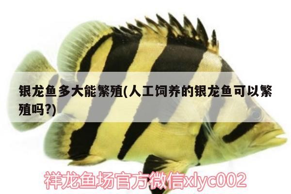 銀龍魚多大能繁殖(人工飼養的銀龍魚可以繁殖嗎?)