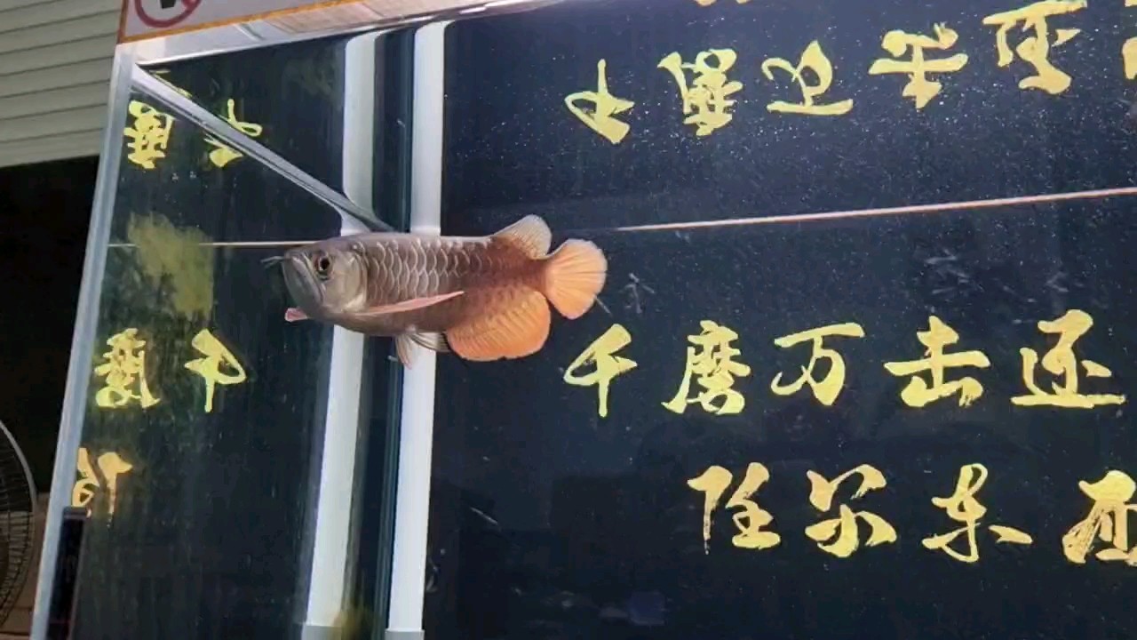 請各位大佬評價指點！