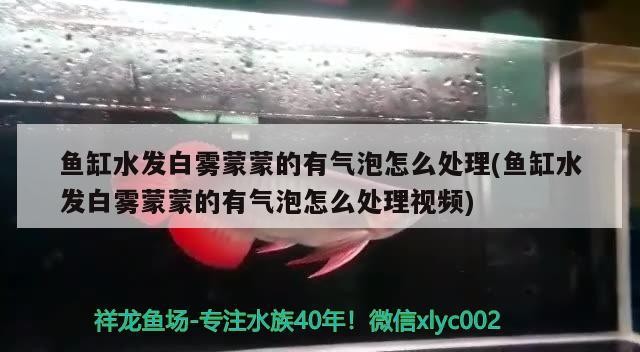 蘭州龍魚祥龍魚場在哪里（蘭州祥龍生態園好玩嗎）