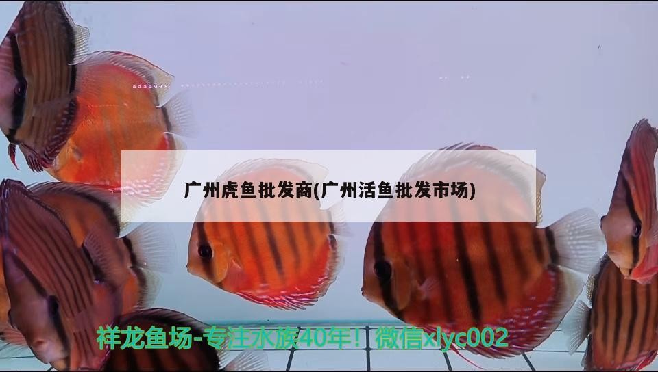 廣州虎魚批發(fā)商(廣州活魚批發(fā)市場(chǎng))
