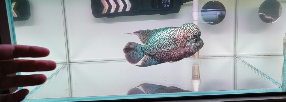 10.9號，記錄一下23公分左右了，過個冬也不知道能不能往30公分發展一下子。