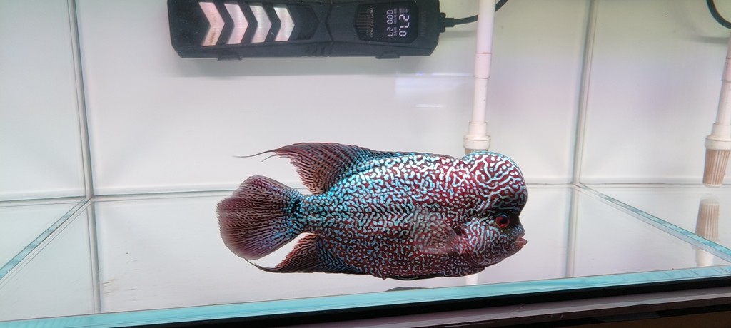10.9號，記錄一下23公分左右了，過個冬也不知道能不能往30公分發展一下子。