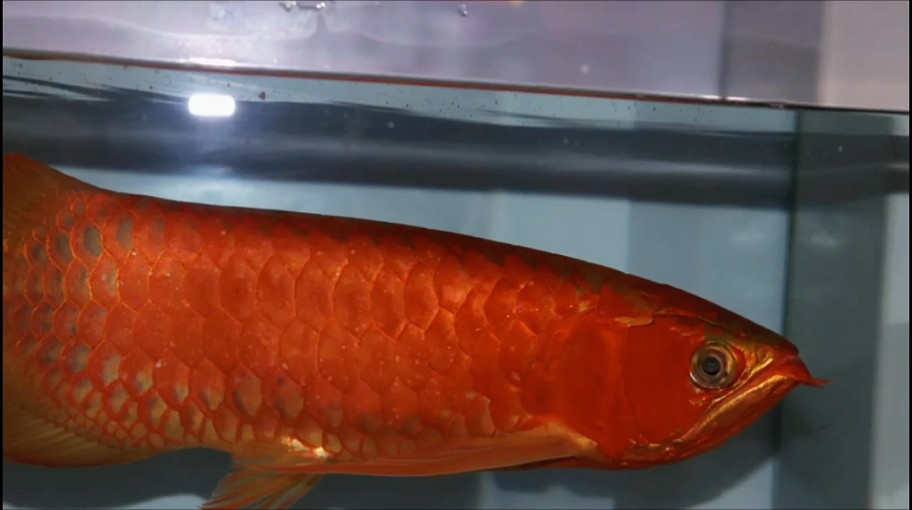 滿片全品