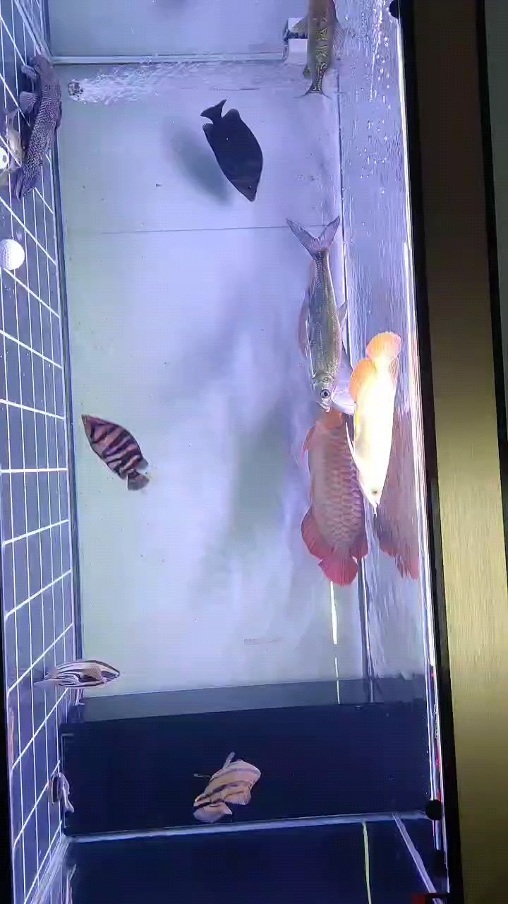 吃飽飯欣賞一下魚也挺不錯的