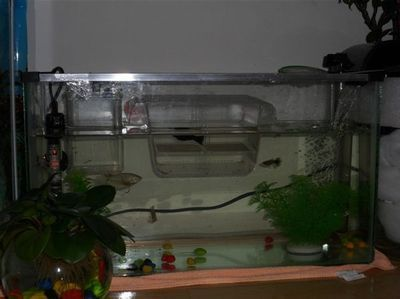 聯盟成員有哪些獨特能力？，久鼎龍魚缸有哪些型號可選？