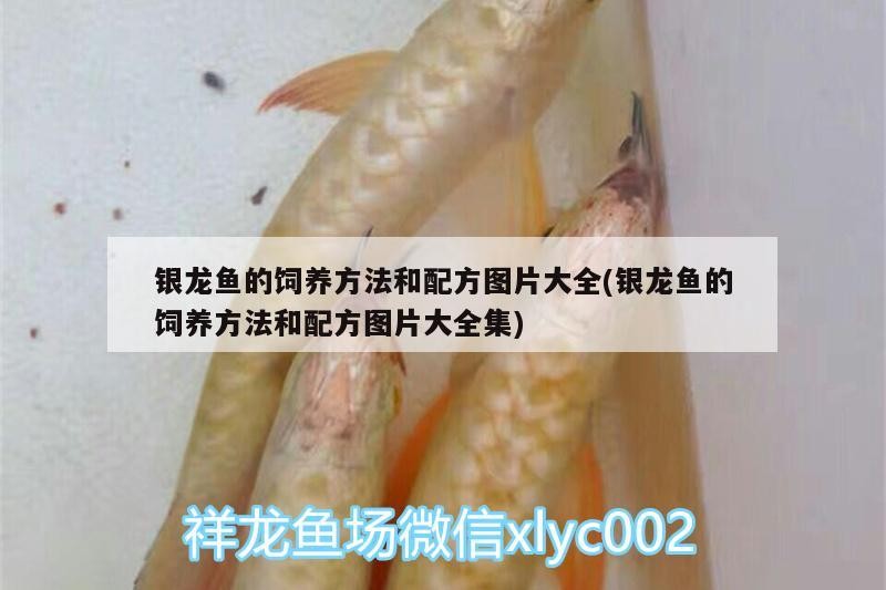 銀龍魚的飼養方法和配方圖片大全(銀龍魚的飼養方法和配方圖片大全集)