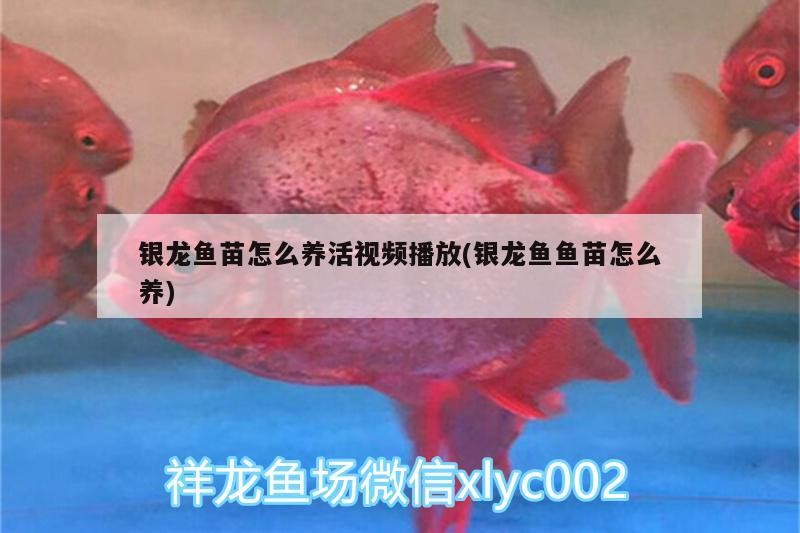銀龍魚苗怎么養活視頻播放(銀龍魚魚苗怎么養)